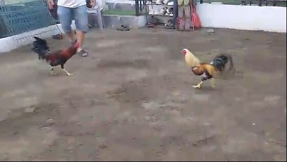 Mahoney Gull versus Talisay ni Rokrek