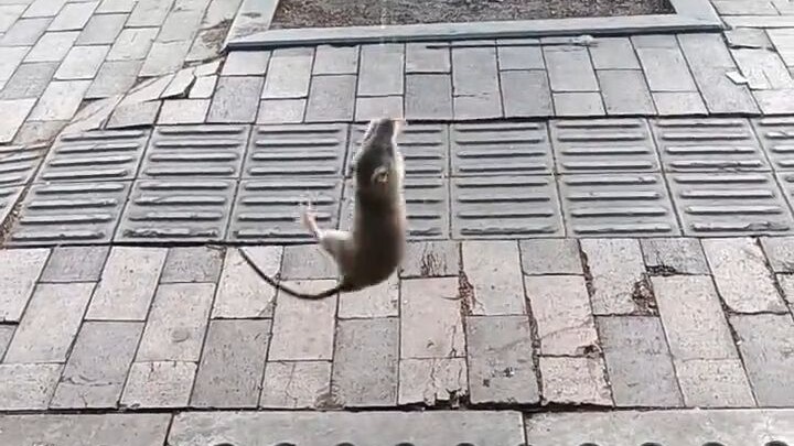 Once four turtles come out in a bit, you won’t be laughing anymore.