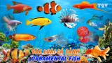 Những Loài Cá Cảnh Đẹp Nhất Thế Giới - ORNAMENTAL FISH