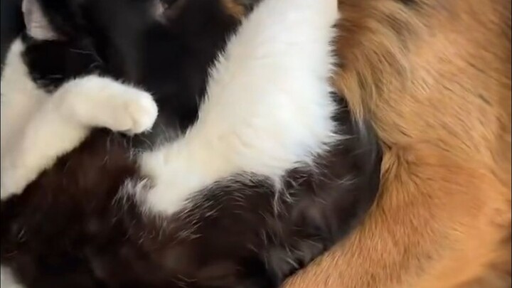 Sambungan kayu kucing dan anjing
