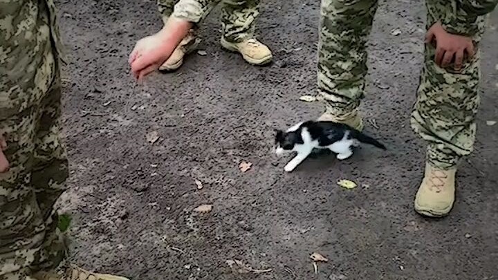 “The world is falling apart, but the little cat keeps mending it.”