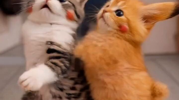 funny cat 🐱