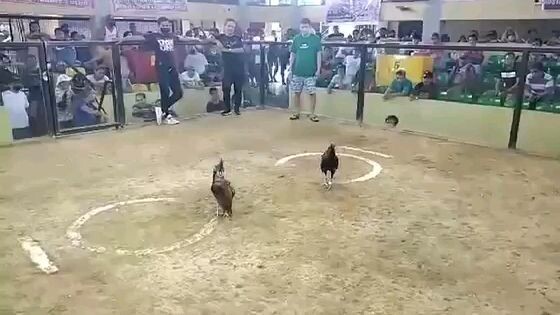 2 cock derby