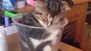 Datanglah ke mangkuk!
