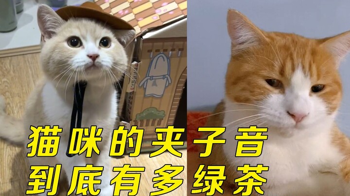 Hai bộ mặt của mèo: trước mặt thì giọng kẹp, sau lưng lại thành giọng kìm