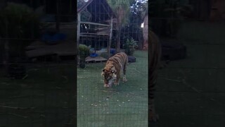 when You hit a tiger with a chicken!