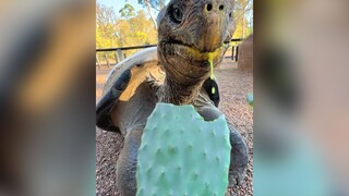 Oh my gosh, this cactus is so crispy and crunchy when you bite into it—so delicious!