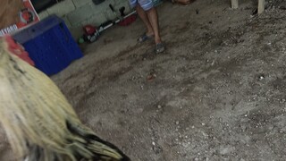 NBJJ4 PRH vs NBJJ4 Talisayon