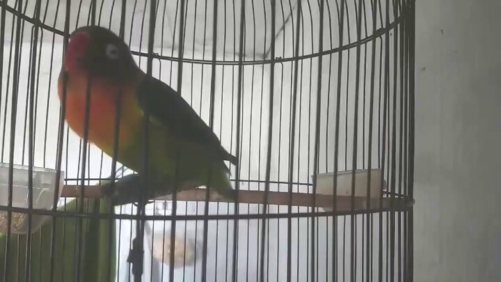 Lovebird pasti nyaut jika mendengar suara ngekek ini
