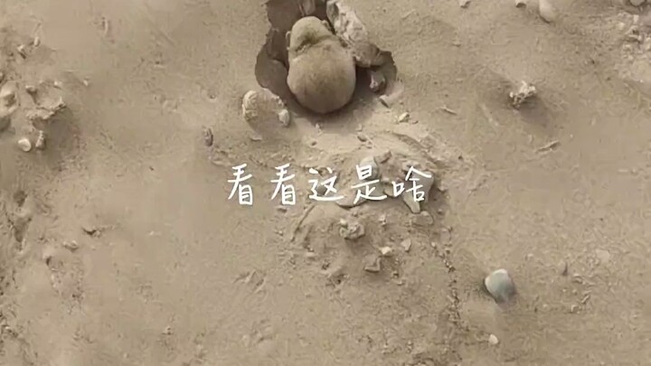 Hopping Mouse: As long as I don’t move, you can’t see me.