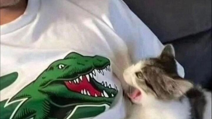 🐱“Từ mai tăng liều thuốc lên!”🐱