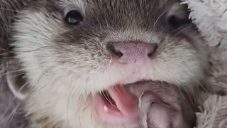 cutiee