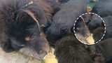Gia đình chó Ngao Tây Tạng ấm áp ở mỏ khai thác