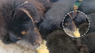 Tibetan Mastiff di Tambang. Versi Ibu Baik Hati, Anak Berbakti!