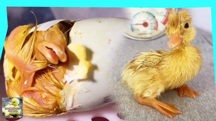 Duck Eggs Hatch - Cute Duck - Cute Animals Around Us