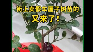 The fake cherry seedlings are sold on the street again. Tell your family not to be fooled if you see