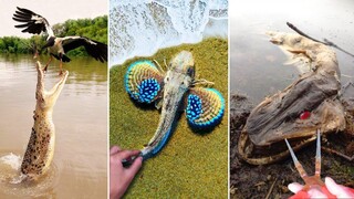 Catching Seafood 🦀 ASMR Relaxing (Catch Shark , Catch Fish ,Deep Sea Monster ) #598
