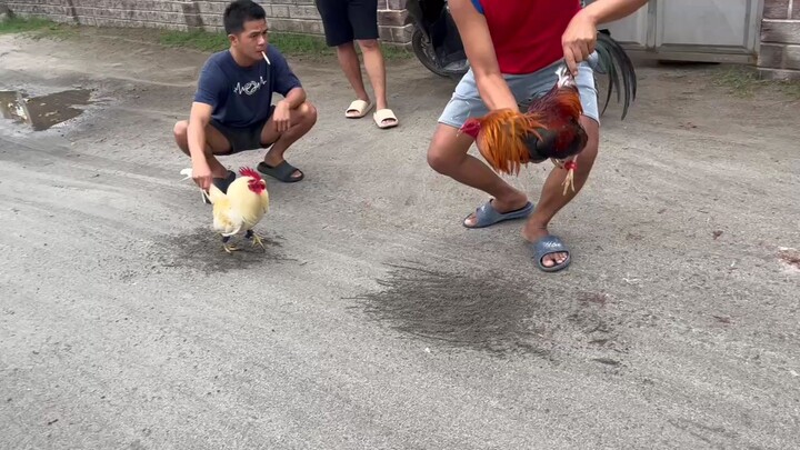 sweater vs white kelso