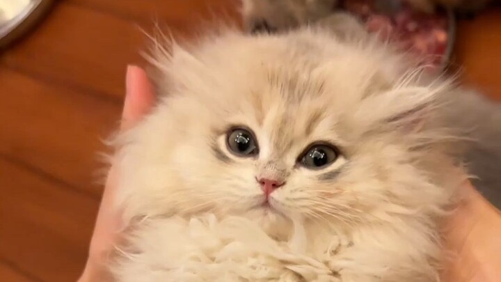Cute little beauty is online～