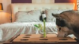 Husky Tries the Wiener Challenge