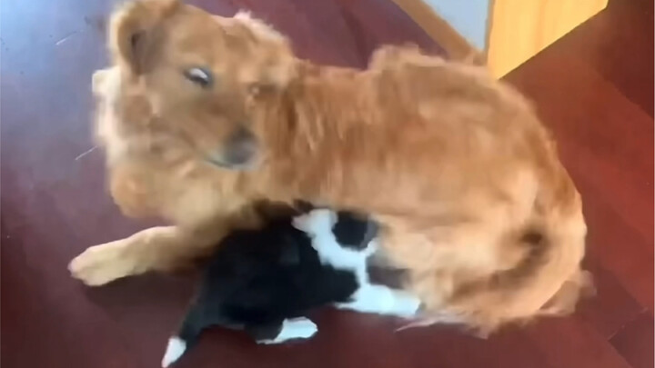 【مؤثرات صوتية للحيوانات】 يا بني أعلم أنك جائع، لكن العم ذكر! آه آه آه آه آه