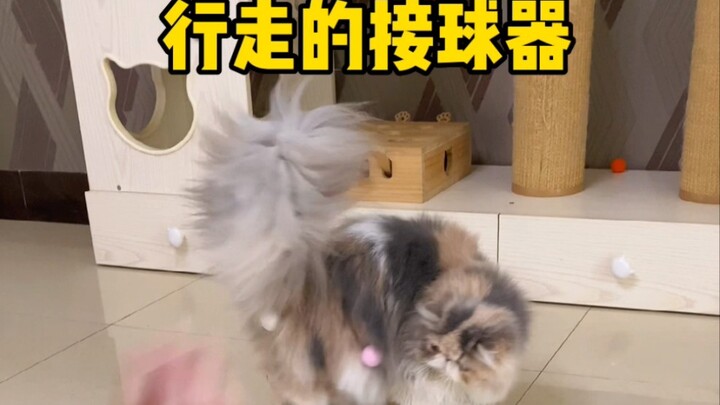 Wow, I’m even more excited than the cat!