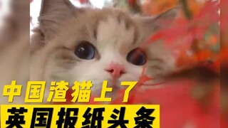 A Chinese cat made headlines in British newspapers because it was so mean.