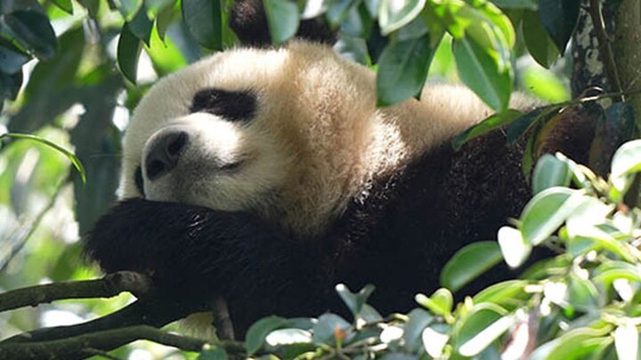 Can giant pandas understand Northeastern Chinese?