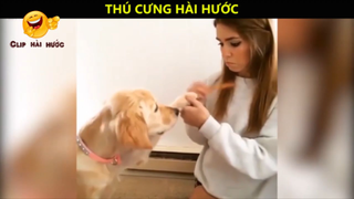 Ôi động vật_ Cười vỡ bụng với những Video hay nhất năm 2018 P4