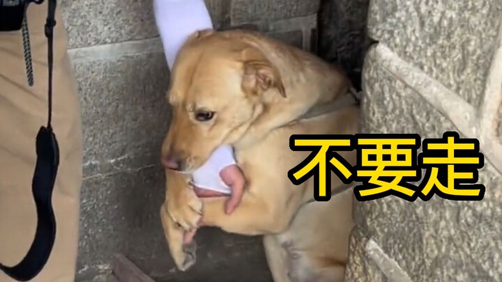 Loving humans must be hardwired into puppies’ DNA!