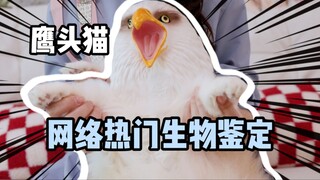 [Sanhuacun Biological Identification] New Species "Eagle-Headed Cat"?