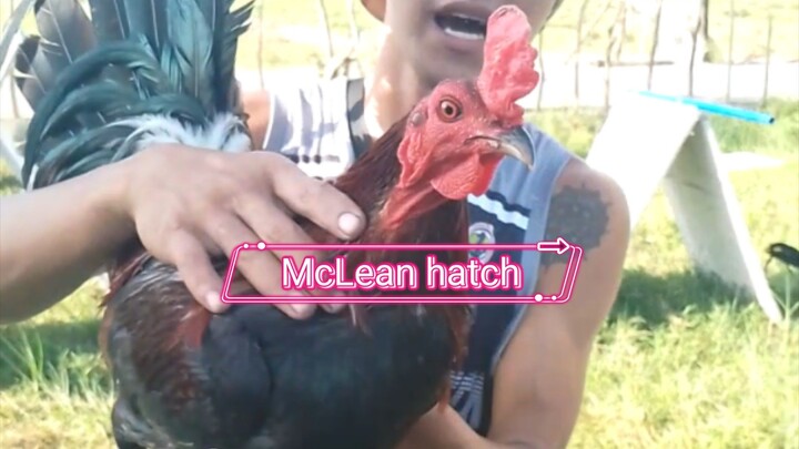 McLean hatch ng firebird GF 💯🔥