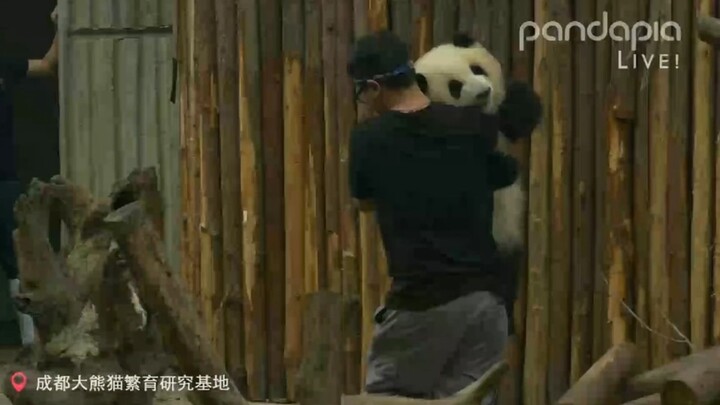 Hewan|Panda Besar Super Imut