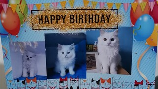 Snow's 2nd Birthday and Noche Buena || Clowder zone
