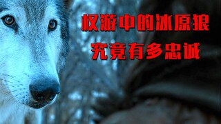权游中的冰原狼有多忠诚，为了主人愿意豁出自己的性命