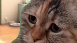 [Cooked Meat] My Dad Who Drinks and Gets Scolded Every Day | Cat Meme
