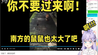 《没救了，通知家鼠吧》南边的老鼠也太大了吧