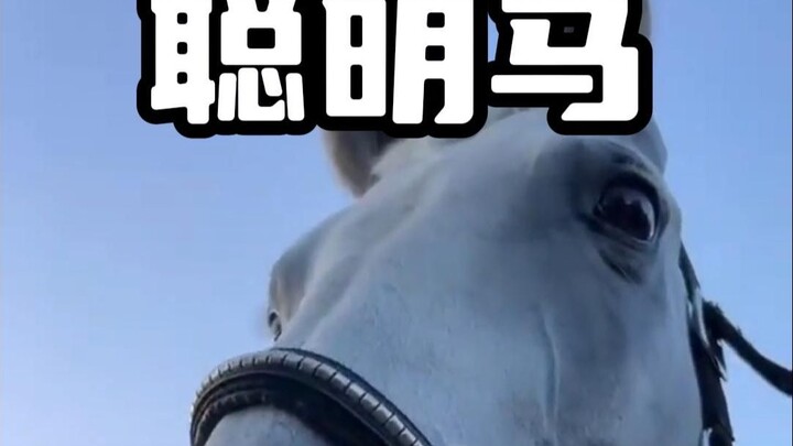 If you keep poking a horse’s nostrils with your fingers and messing around with its nose, it’ll bare