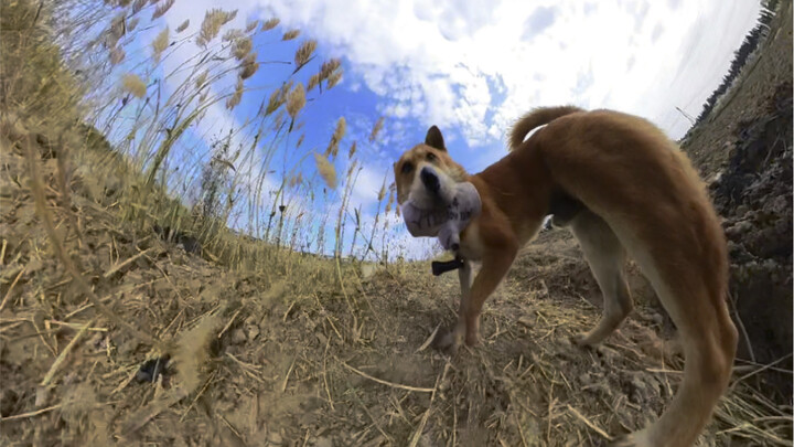 Some people want to see the dog head, others want to enjoy the scenery ahead—now we’ve got the best 