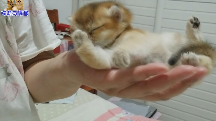 هريرة صغيرة تستلقي في كفّ صاحبها وتحب النوم، وحتى عند التثاؤب تغطّي فمها بمخالبها، لكن بينما تترك ال