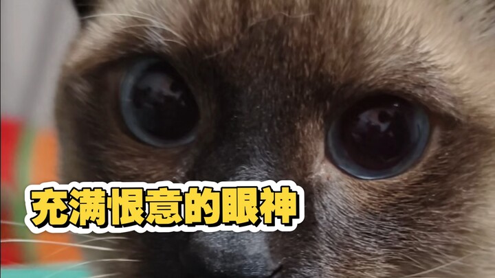 Ternyata selama ini cuma berpura-pura jadi kucing kecil yang manis