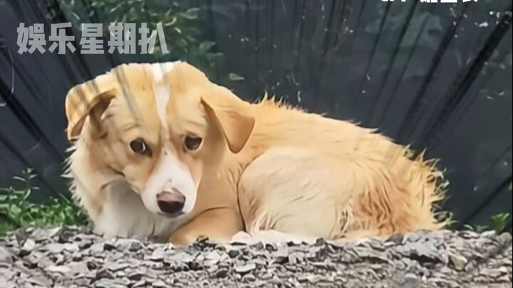 Tiểu Hoàng: Im ngay, mày có hiểu gì về thẩm mỹ không?