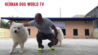 Bonding and Training Samoyeds