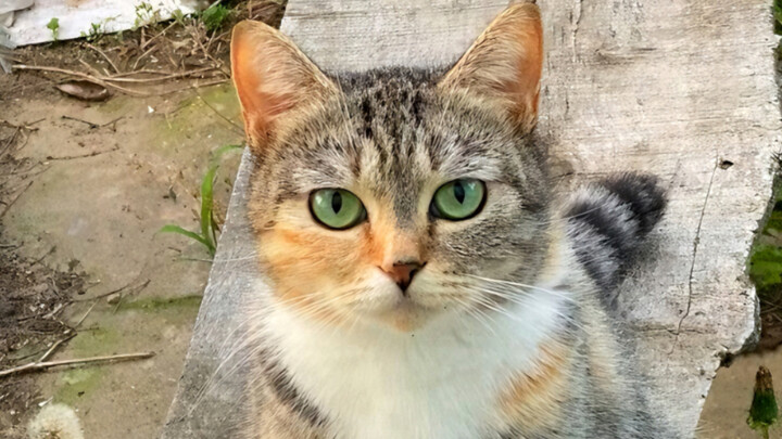 Hilarious! This scruffy, green-eyed stray cat absolutely adores her little daughter!