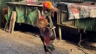 Minis vs Seedfowl