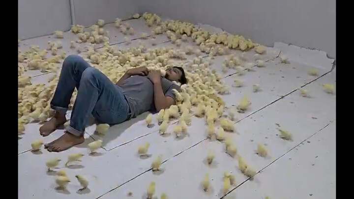 เขาแกล้งทำเป็นแม่ท่ามกลางฝูงลูกไก่ ไปดูกันว่าจะเกิดอะไรขึ้น 😂