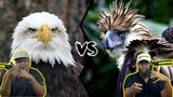 Americans React to Philippines Eagle vs. Bald Eagle
