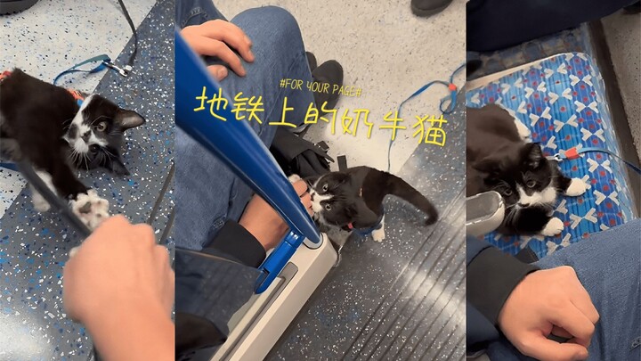 Saat naik kereta bawah tanah, bertemu kucing sapi 😍