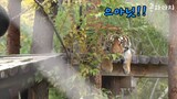 "Harimau itu seperti anak anak"Kisah Famous Tiger Family In Korea Cat Tiger part 4🧡🌸😾