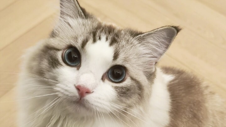 Can you gently rub my little ears?